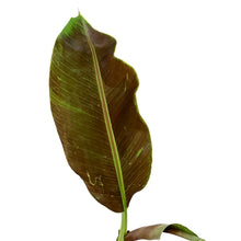 Load image into Gallery viewer, Banana, 8in, Siam Ruby