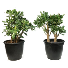 Load image into Gallery viewer, Planter, 10in, Succulent