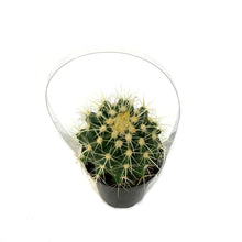 Load image into Gallery viewer, Cactus, 9cm, E. grusonii 'Golden Barrel'