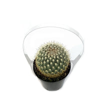 Load image into Gallery viewer, Cactus, 9cm, Mammillaria Densispina