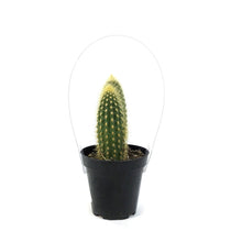Load image into Gallery viewer, Cactus, 9CM, Espostoa Guentheri
