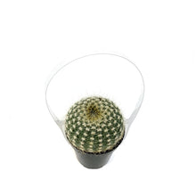 Load image into Gallery viewer, Cactus, 9cm, Notocactus elegans