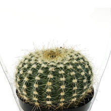 Load image into Gallery viewer, Cactus, 9cm, Notocactus elegans