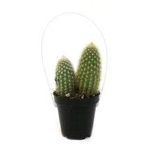 Load image into Gallery viewer, Cactus, 9cm, Haageocereus Zonatus