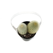 Load image into Gallery viewer, Cactus, 9cm, Haageocereus Zonatus