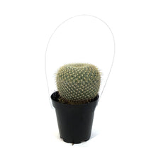 Load image into Gallery viewer, Cactus, 9cm, Golden Pincushion
