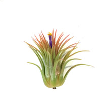 Load image into Gallery viewer, Tillandsia Ionantha Rubra 3"