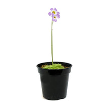 Load image into Gallery viewer, Butterwort, 3.5in, Pinguicula primuliflora