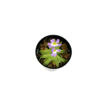 Load image into Gallery viewer, Butterwort, 3.5in, Pinguicula primuliflora