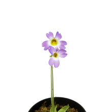 Load image into Gallery viewer, Butterwort, 3.5in, Pinguicula primuliflora