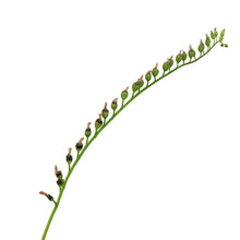 Load image into Gallery viewer, Sundew, 3.5in, Cape, Alba