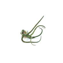 Load image into Gallery viewer, Tillandsia Caput medusae,2-4"
