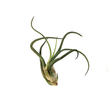 Load image into Gallery viewer, Tillandsia Caput medusae,2-4"