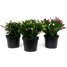 Load image into Gallery viewer, Zygo Cactus, 6in