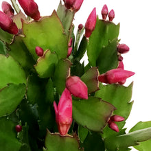 Load image into Gallery viewer, Zygo Cactus, 6in