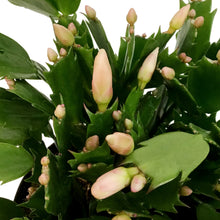 Load image into Gallery viewer, Zygo Cactus, 6in