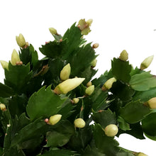 Load image into Gallery viewer, Zygo Cactus, 6in