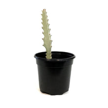 Load image into Gallery viewer, Euphorbia, 4in, White Ghost