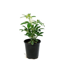Load image into Gallery viewer, Schefflera, 3.5in, Moon Drop