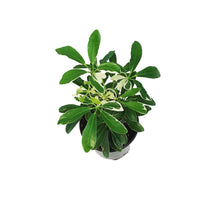 Load image into Gallery viewer, Schefflera, 3.5in, Moon Drop