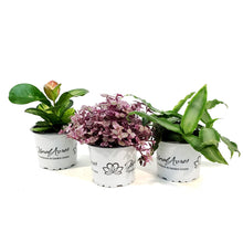 Load image into Gallery viewer, Tropical, 3.5in, Mystery Pot, Assorted
