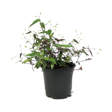 Load image into Gallery viewer, Tradescantia, 4in, Bridal Veil