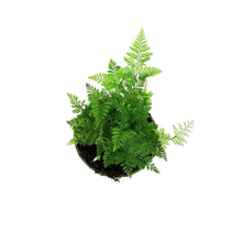 Load image into Gallery viewer, Fern, 4in,White Rabbit's Foot
