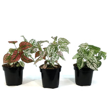 Load image into Gallery viewer, Hypoestes, 4in, Polka Dot Plant