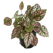 Load image into Gallery viewer, Hypoestes, 4in, Polka Dot Plant