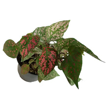 Load image into Gallery viewer, Hypoestes, 4in, Polka Dot Plant