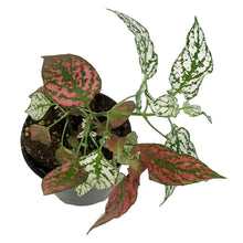 Load image into Gallery viewer, Hypoestes, 4in, Polka Dot Plant