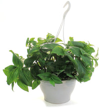 Load image into Gallery viewer, Tradescantia, 7.5in Hanging Basket, Blushing Bride