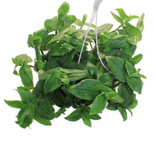 Load image into Gallery viewer, Tradescantia, 7.5in Hanging Basket, Blushing Bride