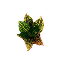 Load image into Gallery viewer, Croton, 4in, Fancy