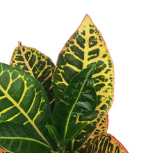 Load image into Gallery viewer, Croton, 4in, Fancy