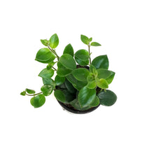 Load image into Gallery viewer, Lipstick Plant, 4in, Mona Lisa