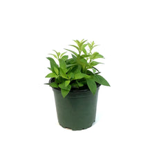 Load image into Gallery viewer, Lipstick Plant, 4in,Purple Star