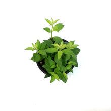 Load image into Gallery viewer, Lipstick Plant, 4in,Purple Star