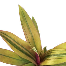 Load image into Gallery viewer, Tradescantia, 4in, Sunny Star