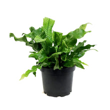 Load image into Gallery viewer, Fern,6in, Crocodile