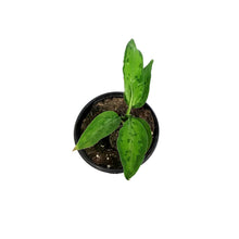 Load image into Gallery viewer, Aglaonema, 4in, Pictum Tricolor Peacock