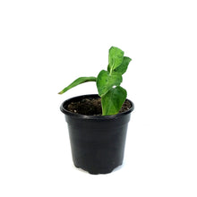 Load image into Gallery viewer, Aglaonema, 4in, Pictum Tricolor Peacock