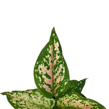 Load image into Gallery viewer, Aglaonema, 4in, Pink Valentine