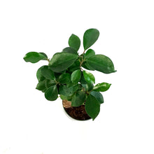 Load image into Gallery viewer, Bonsai, 4in, Ficus Ginseng