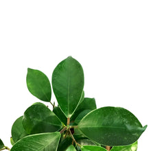 Load image into Gallery viewer, Bonsai, 4in, Ficus Ginseng