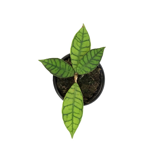 Hoya, 4in , Callistophylla