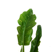 Load image into Gallery viewer, Philodendron, 4in, Ring of Fire Varigated