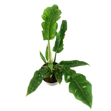 Load image into Gallery viewer, Philodendron, 4in, Ring of Fire Varigated