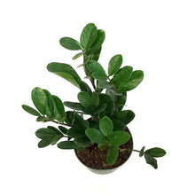 Load image into Gallery viewer, ZZ Plant, 6in, Zamioculcas Zamiifolia Lucky (Wide)