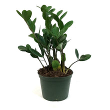 Load image into Gallery viewer, ZZ Plant, 6in, Zamioculcas Zamiifolia Lucky (Wide)
